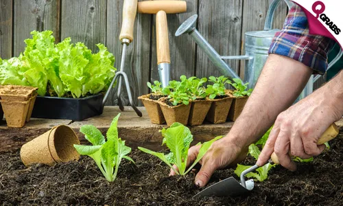 Growing Food in Small Gardens Online Course!